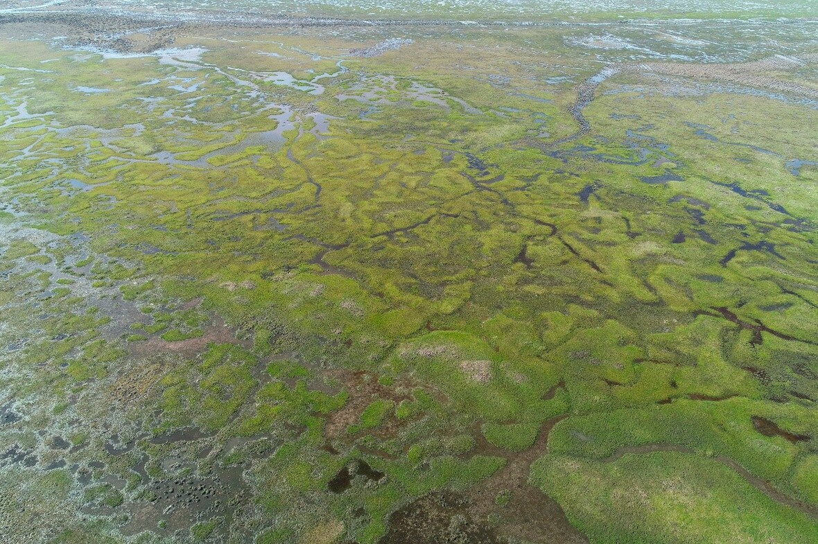 Kunkápolnási mocsár