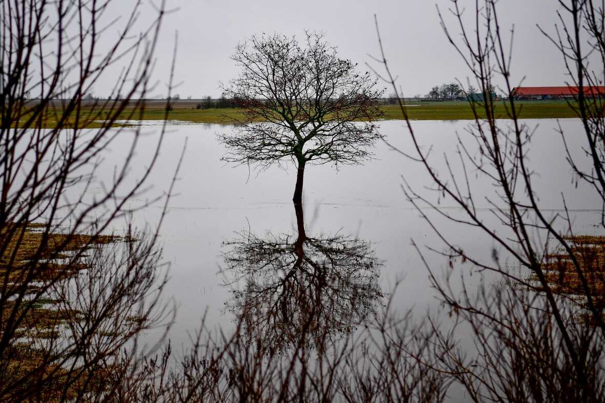 Belvízben álló fa (MTI archív)