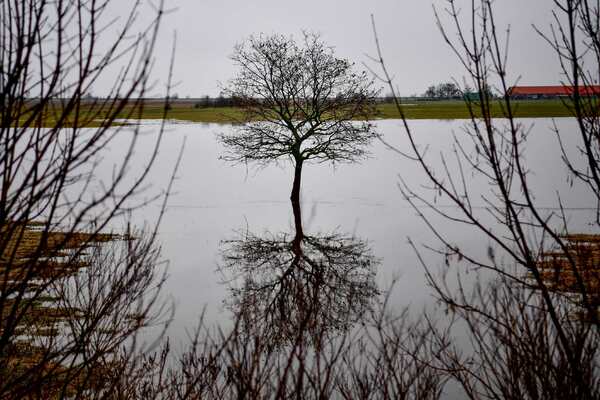 Belvízben álló fa (MTI archív)