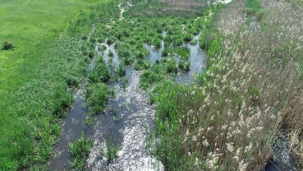 Kunkápolnási-mocsár